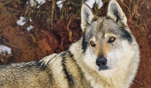 Preview wallpaper wolf, glance, animal, snow, winter, wildlife