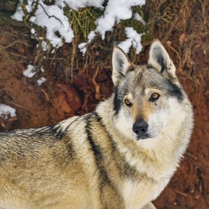 Preview wallpaper wolf, glance, animal, snow, winter, wildlife