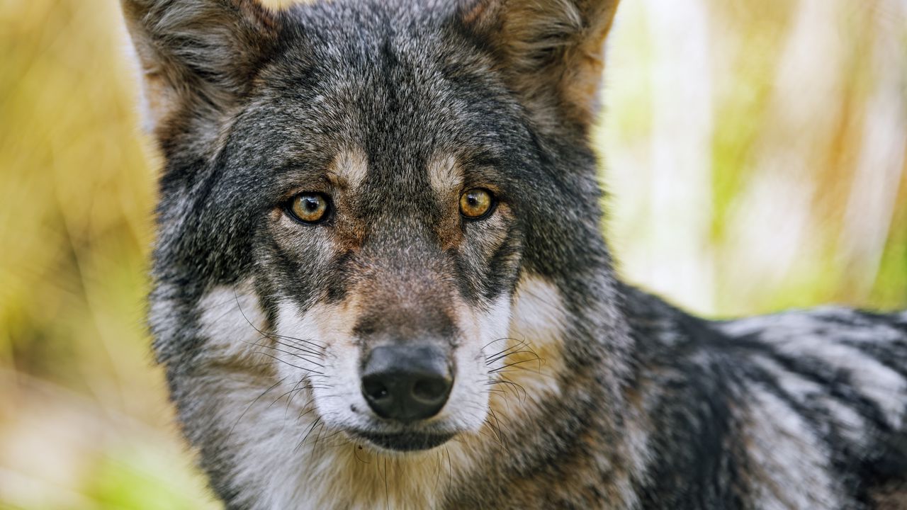 Wallpaper wolf, glance, fur, predator, animal