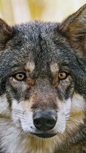 Preview wallpaper wolf, glance, fur, predator, animal