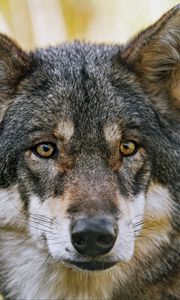 Preview wallpaper wolf, glance, fur, predator, animal