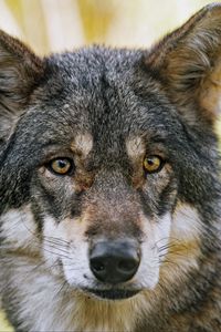 Preview wallpaper wolf, glance, fur, predator, animal