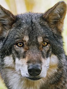 Preview wallpaper wolf, glance, fur, predator, animal