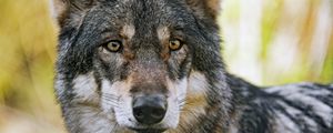 Preview wallpaper wolf, glance, fur, predator, animal