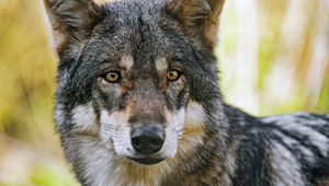 Preview wallpaper wolf, glance, fur, predator, animal