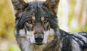 Preview wallpaper wolf, glance, fur, predator, animal