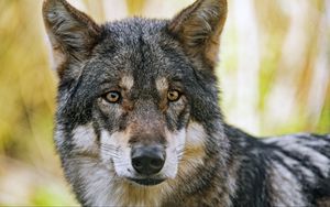 Preview wallpaper wolf, glance, fur, predator, animal