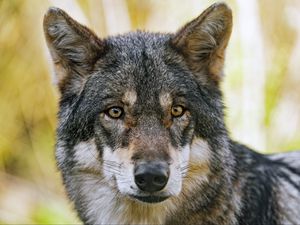 Preview wallpaper wolf, glance, fur, predator, animal