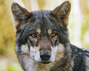 Preview wallpaper wolf, glance, fur, predator, animal