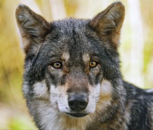 Preview wallpaper wolf, glance, fur, predator, animal