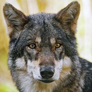 Preview wallpaper wolf, glance, fur, predator, animal