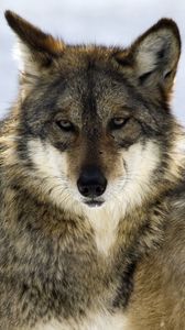 Preview wallpaper wolf, glance, predator, beast, wildlife