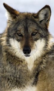 Preview wallpaper wolf, glance, predator, beast, wildlife