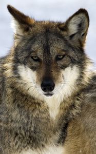 Preview wallpaper wolf, glance, predator, beast, wildlife