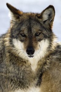 Preview wallpaper wolf, glance, predator, beast, wildlife