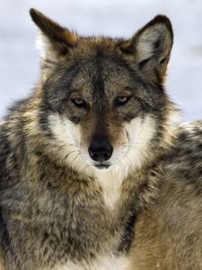 Preview wallpaper wolf, glance, predator, beast, wildlife