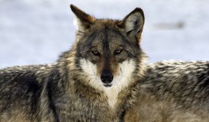 Preview wallpaper wolf, glance, predator, beast, wildlife
