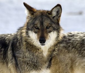 Preview wallpaper wolf, glance, predator, beast, wildlife