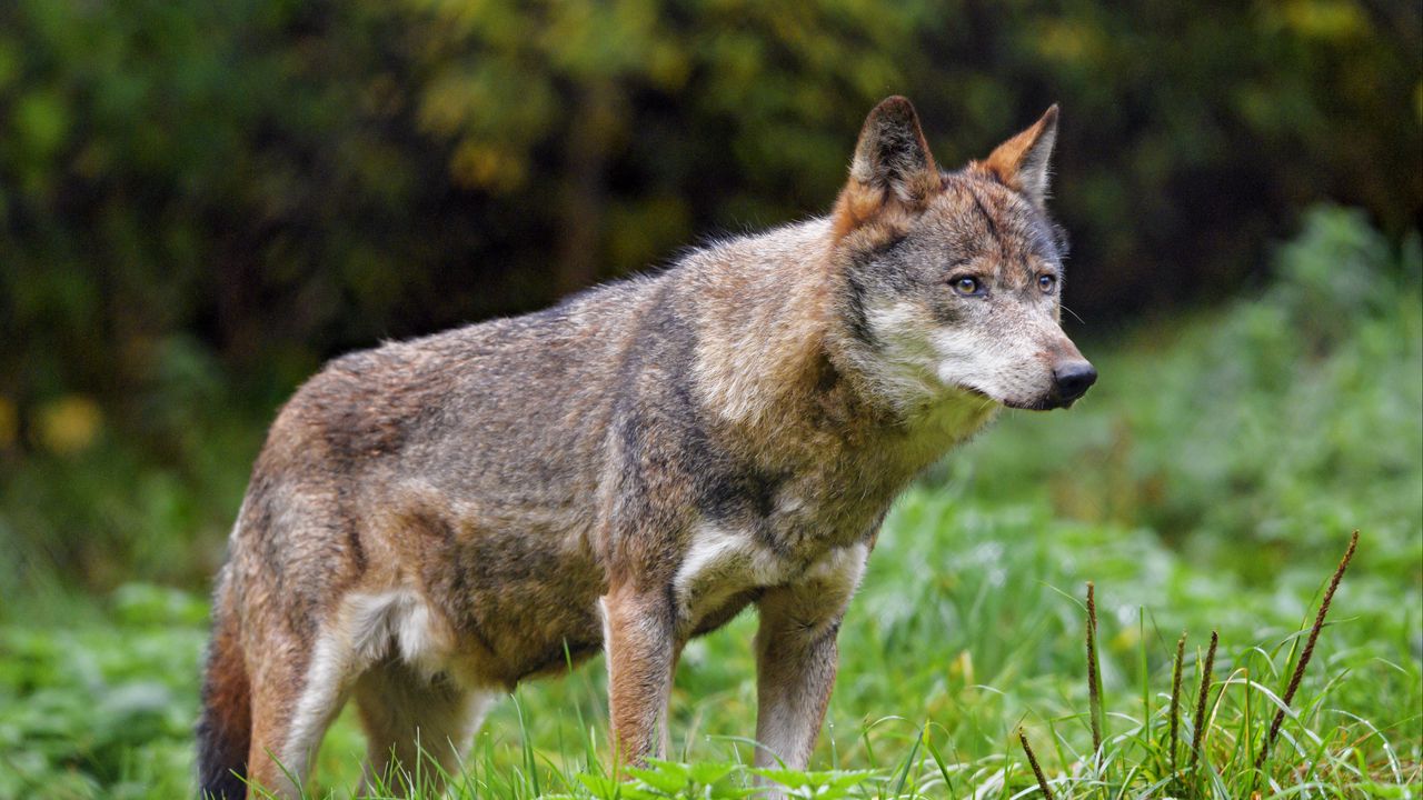Wallpaper wolf, glance, predator, wildlife hd, picture, image