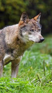 Preview wallpaper wolf, glance, predator, wildlife