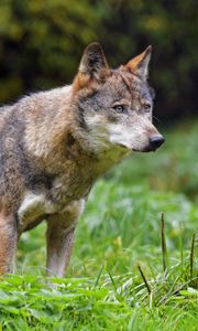 Preview wallpaper wolf, glance, predator, wildlife
