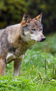 Preview wallpaper wolf, glance, predator, wildlife