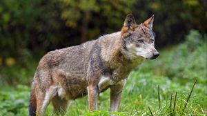 Preview wallpaper wolf, glance, predator, wildlife