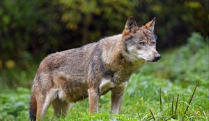 Preview wallpaper wolf, glance, predator, wildlife