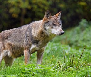Preview wallpaper wolf, glance, predator, wildlife