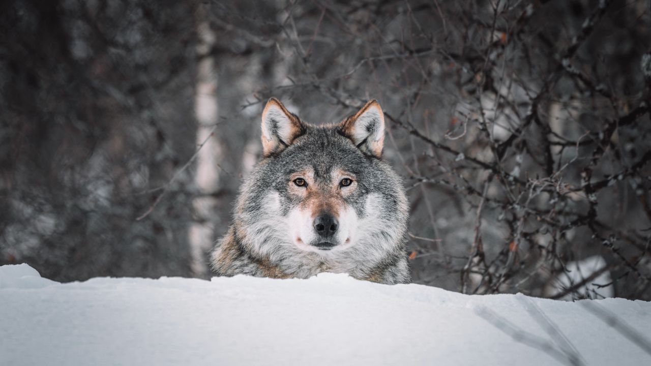 Wallpaper wolf, glance, predator, snow, wildlife