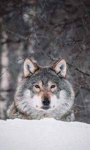 Preview wallpaper wolf, glance, predator, snow, wildlife
