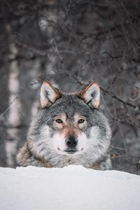 Preview wallpaper wolf, glance, predator, snow, wildlife