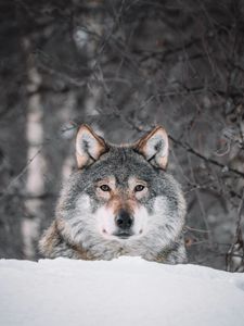 Preview wallpaper wolf, glance, predator, snow, wildlife