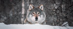 Preview wallpaper wolf, glance, predator, snow, wildlife