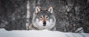 Preview wallpaper wolf, glance, predator, snow, wildlife