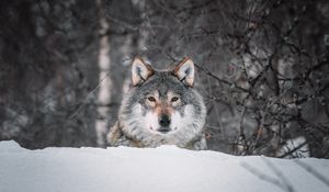 Preview wallpaper wolf, glance, predator, snow, wildlife