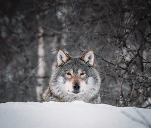 Preview wallpaper wolf, glance, predator, snow, wildlife