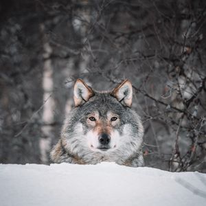 Preview wallpaper wolf, glance, predator, snow, wildlife
