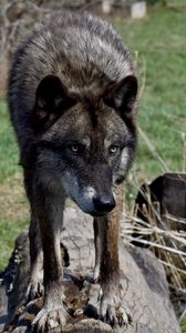 Preview wallpaper wolf, glance, predator, animal, wildlife