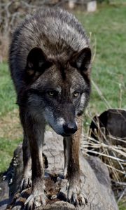 Preview wallpaper wolf, glance, predator, animal, wildlife