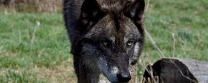 Preview wallpaper wolf, glance, predator, animal, wildlife