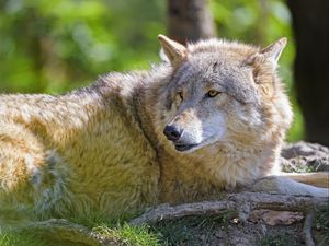 Preview wallpaper wolf, glance, predator, animal