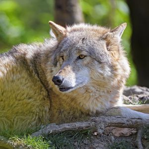 Preview wallpaper wolf, glance, predator, animal