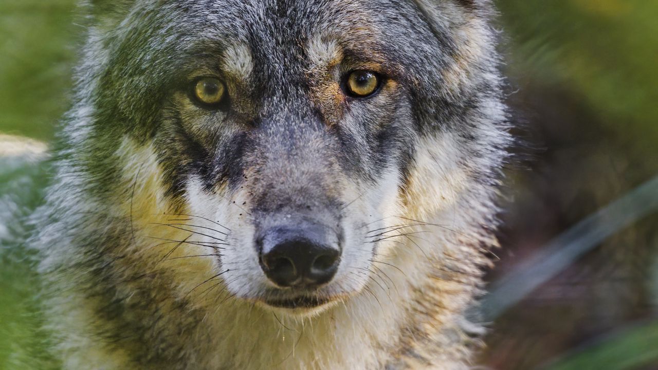 Wallpaper wolf, glance, predator, grass, wildlife