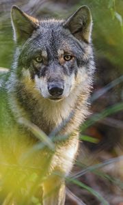 Preview wallpaper wolf, glance, predator, grass, wildlife