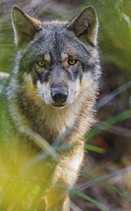 Preview wallpaper wolf, glance, predator, grass, wildlife