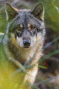 Preview wallpaper wolf, glance, predator, grass, wildlife