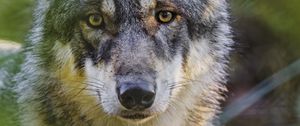 Preview wallpaper wolf, glance, predator, grass, wildlife