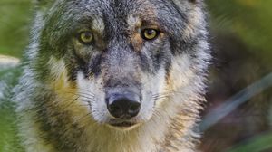 Preview wallpaper wolf, glance, predator, grass, wildlife