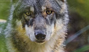 Preview wallpaper wolf, glance, predator, grass, wildlife
